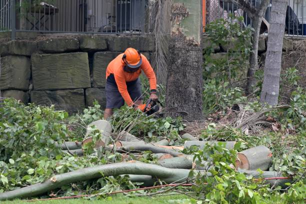 Why Choose Our Tree Removal Services in Bolinas, CA?